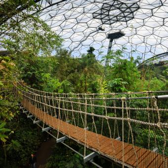 Wobbly bridge stretching across the canopy of Eden's Rainforest Biome